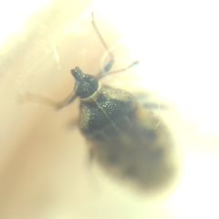 Dictyla echii