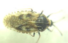 Dictyla echii