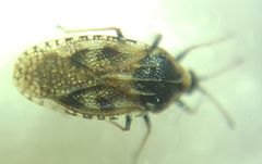 Dictyla echii