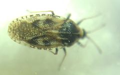 Dictyla echii