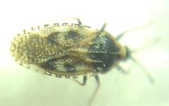 Dictyla echii