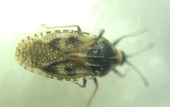 Dictyla echii