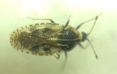 Dictyla echii
