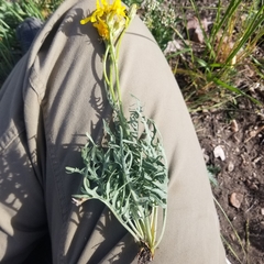 Crepis intermedia