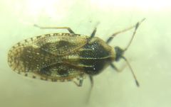 Dictyla echii