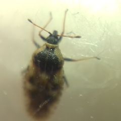 Dictyla echii