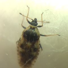 Dictyla echii