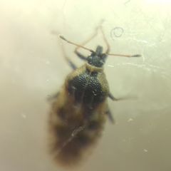 Dictyla echii