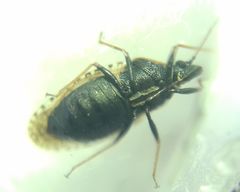 Dictyla echii