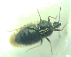 Dictyla echii
