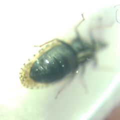 Dictyla echii