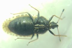 Dictyla echii