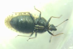 Dictyla echii