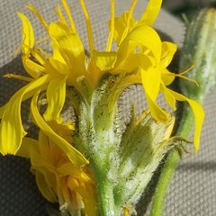 Crepis intermedia