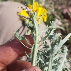 Crepis intermedia