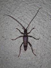 Elytrimitatrix undata