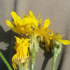 Crepis intermedia