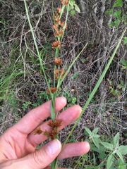 Rhynchospora glomerata
