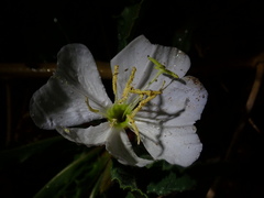 Oenothera harringtonii