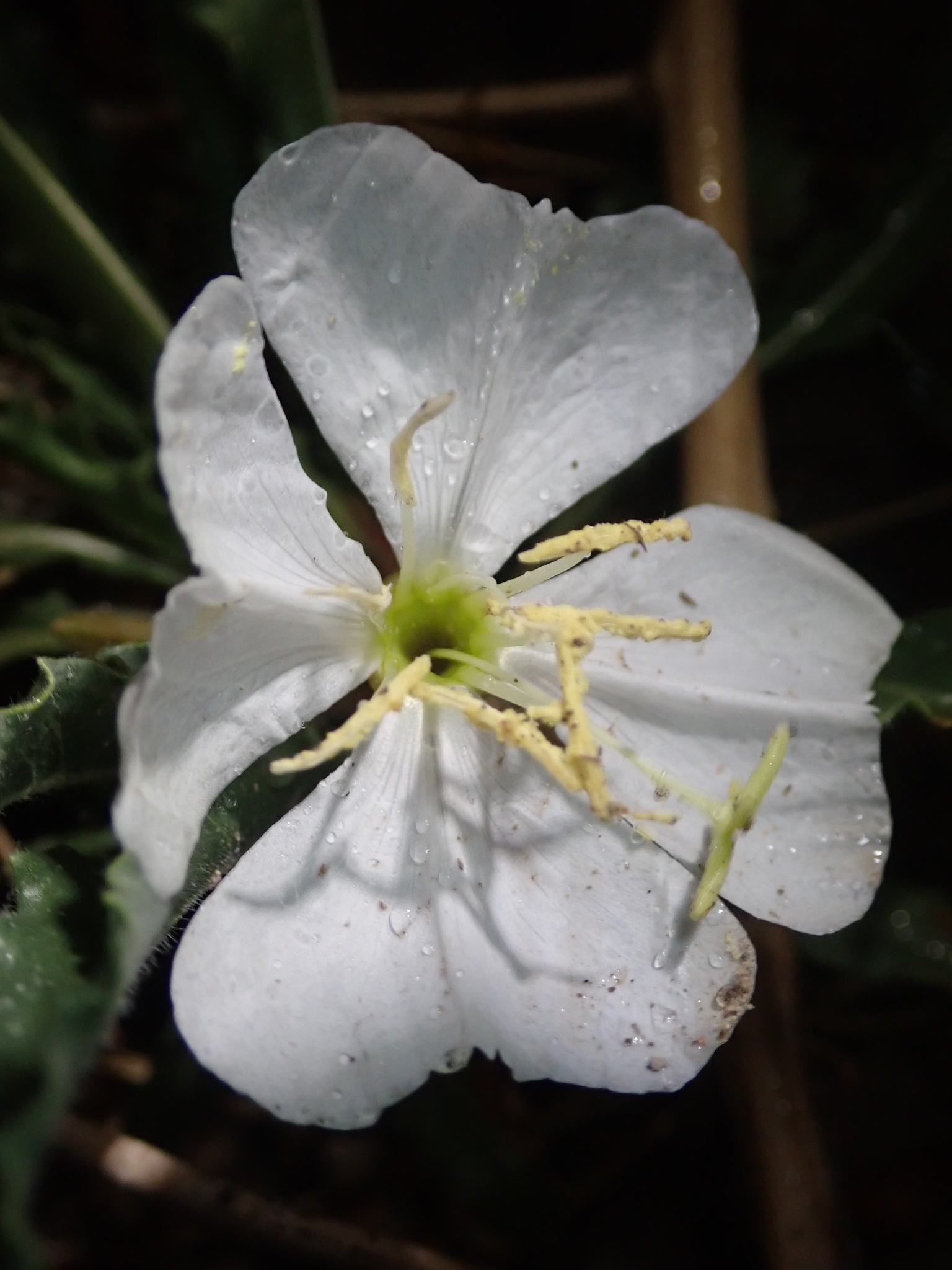 Oenothera harringtonii