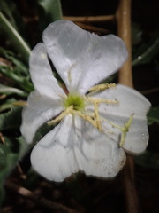 Oenothera harringtonii