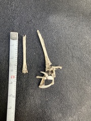 Passeriformes