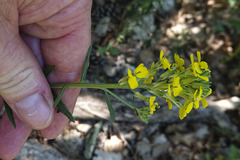 Erysimum odoratum