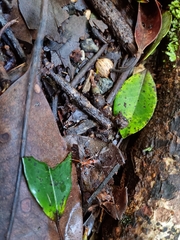 Leptomyrmex tibialis