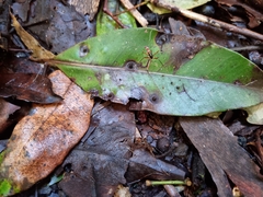 Leptomyrmex tibialis