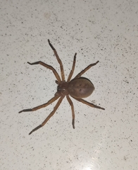 Olios argelasius