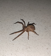 Olios argelasius