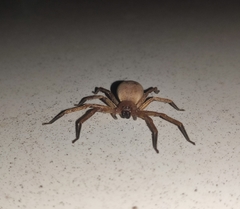 Olios argelasius