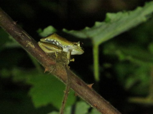 Boophis idae