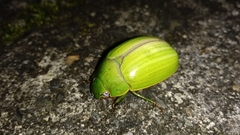 Pelidnota prasina