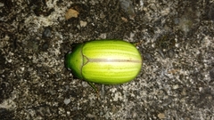 Pelidnota prasina