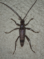 Elytrimitatrix undata
