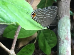 Jamides alecto ageladas