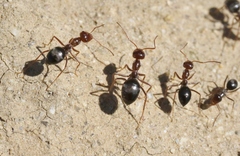 Myrmecocystus mimicus