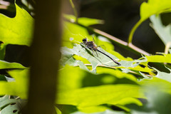 Dorocordulia lepida