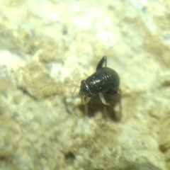 Halticini