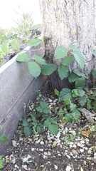 Rubus elegantispinosus