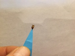 Crioceris duodecimpunctata