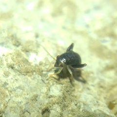 Halticini