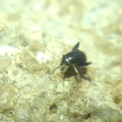 Halticini