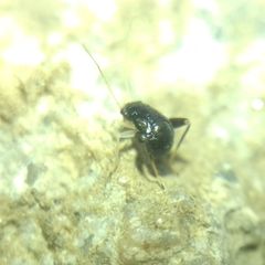 Halticini