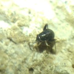 Halticini