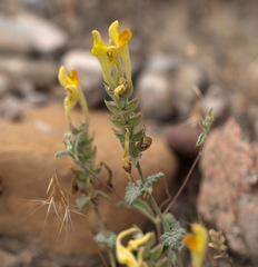 Scutellaria orientalis