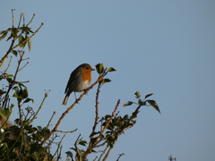 Erithacus rubecula