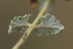 Scutellaria orientalis