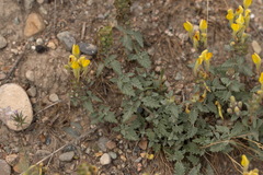 Scutellaria orientalis